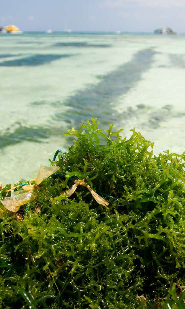 Amarta Carrageenan Sourcing a Seaweed